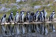 Elf Humboldtpinguine mit Spiegelbild