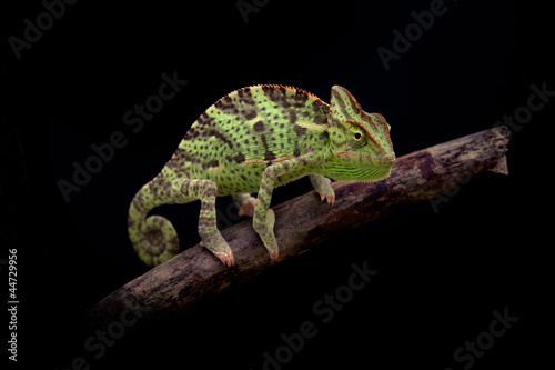 Photo: yemen chameleon yemen chameleon