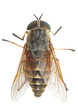 Horsefly