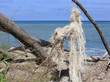 Entwurzelte Bäume und Strandgut auf Rügen