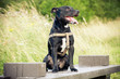 black dog