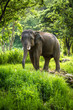Mature bull elephant with long tusks stands in forest