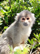 Foto : squirrel monkey sitting on tree branch squirrel monkey sitting on tree branch