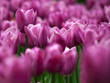 Pink tulips