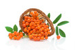 red rowan in a wicker basket on a white background