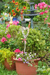 Garten - Garden