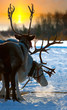 Northern deer