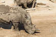 rhinoceros