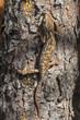 chameleon climbing vertically through the bark of a pine