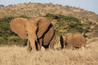 African elephant and child