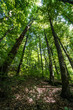 Prospettiva alberi