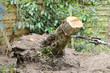 Foto: Baumstumpf herausziehen Baumstumpf herausziehen