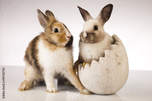 Photo: Bunny, rabbit Bunny, rabbit