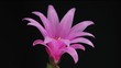 time-lapse view of the  delicate pink zygocactus, on black