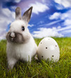 Photo: Easter Bunny Easter Bunny