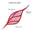 Endocrine glands cells, eps8