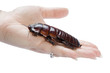 Photo: Holding a giant burrowing cockroach. Clipping path included. Holding a giant burrowing cockroach. Clipping path included.