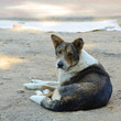 Sad homeless dog