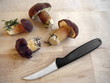 Steinpilze Boletus