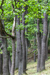 Baumgruppe