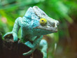 Green chameleon