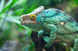Green chameleon