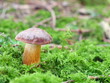 Steinpilz