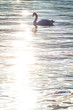 Swan at sunset reflected in water, Zurich.