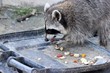 Foto: Waschbär frisst aus der Mülltonne Waschbär frisst aus der Mülltonne