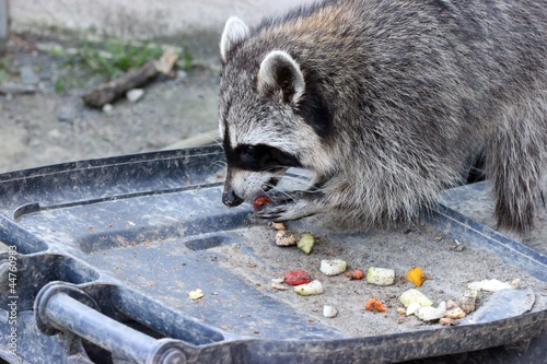 Photo: Waschbär frisst aus der Mülltonne Waschbär frisst aus der Mülltonne