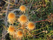 Gold-Distel (Carlina vulgaris)