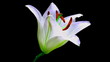 flower lily