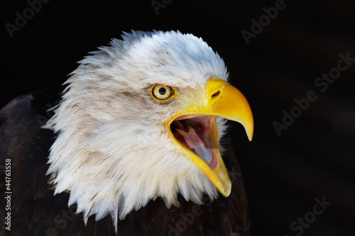 Photo: Closeup portrait of a screaming American Bald Eagle Closeup portrait of a screaming American Bald Eagle