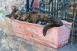 Sleepy cat.