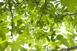 Photo: Fig leaves background. Fig leaves background.