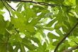 Photo: Fig leaves. Fig leaves.