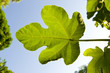 Photo: Fig leaf against the blue sky. Fig leaf against the blue sky.