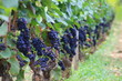 Pieds de vignes avant les vendages