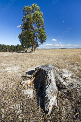 Photo: lonely trees and cloudy sky lonely trees and cloudy sky
