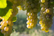 grappoli di uva matura bianca (Erbaluce), Piemonte, Italia