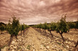 Vineyard in france on sunrise