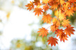 Autumn maple leaves