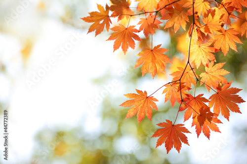 Photo: Autumn maple leaves Autumn maple leaves