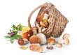 Boletus mushrooms in wicker basket on white background