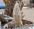 Meerkat