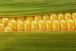 corn cob