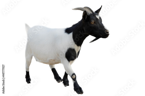 Photo: goatee goatee