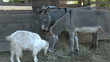 Farm animals