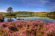 heather around loch