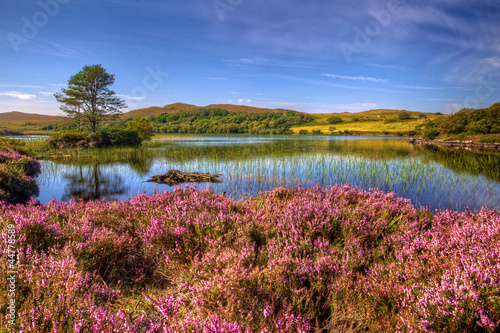 Photo: heather around loch heather around loch